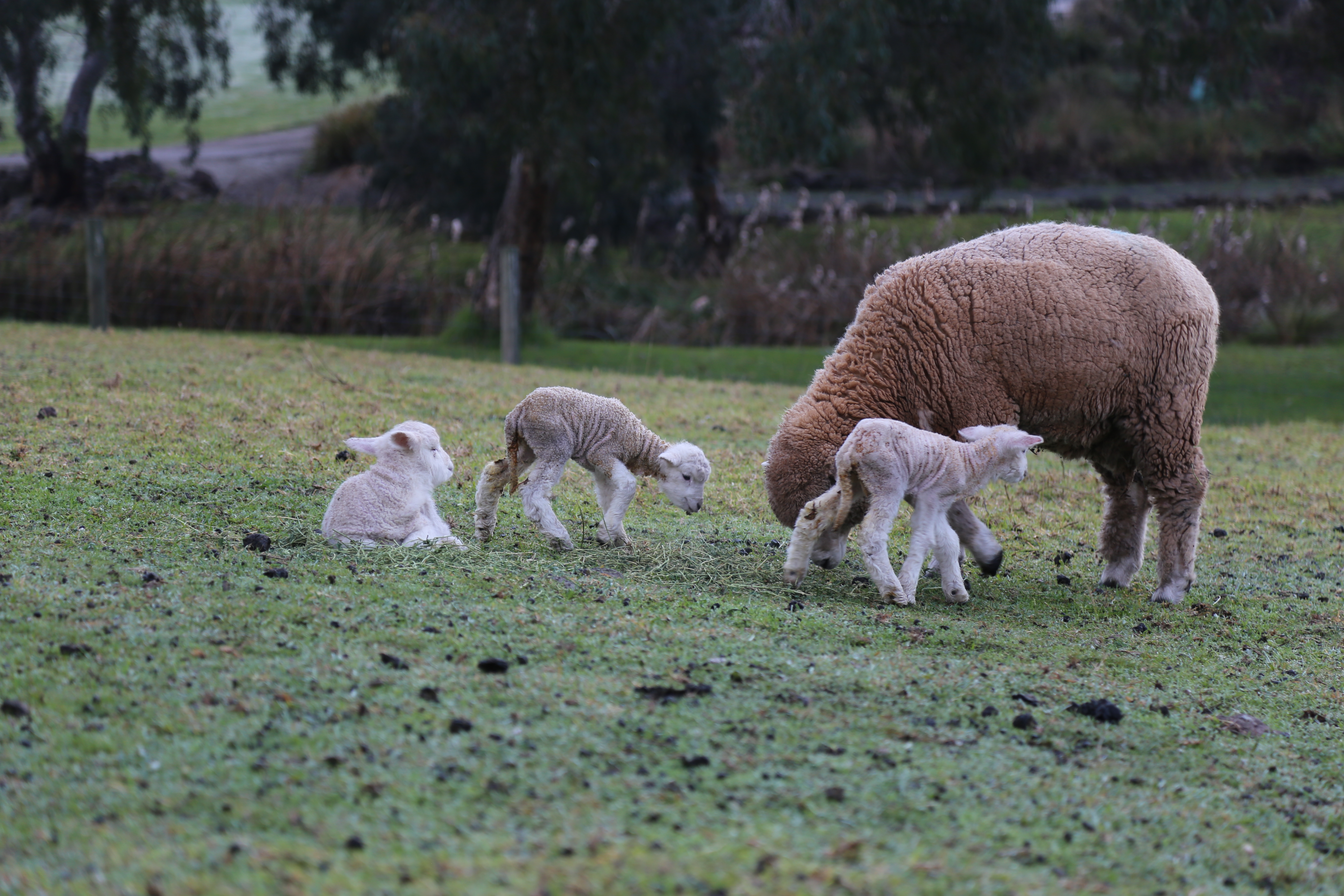 Birth of Four New Lambs